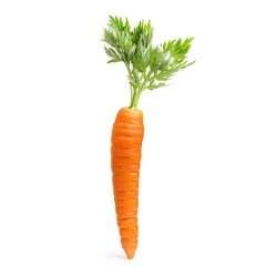 Macérât huileux de carotte Bio