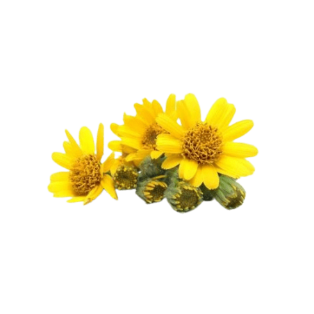 Macérat huileux d'arnica anti-douleurs bleus hématomes