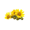 Macérat huileux d'arnica anti-douleurs bleus hématomes