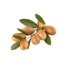 Huile végétale d'argan Bio