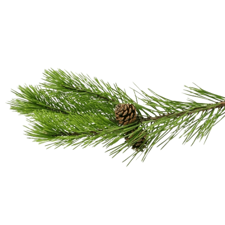 Pin Sylvestre Jambes lourdes, douleurs musculaires, cellulite, antiseptique, problèmes ORL