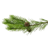 Pin Sylvestre Jambes lourdes, douleurs musculaires, cellulite, antiseptique, problèmes ORL