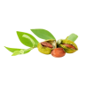 Huile de jojoba Bio