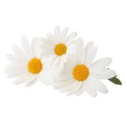Huile essentielle de Camomille Bio