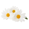 Huile essentielle de Camomille Bio