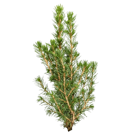 Huile essentielle d'épinette noire Bio