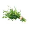 Huile essentielle de Thym doux d'Espagne Bio