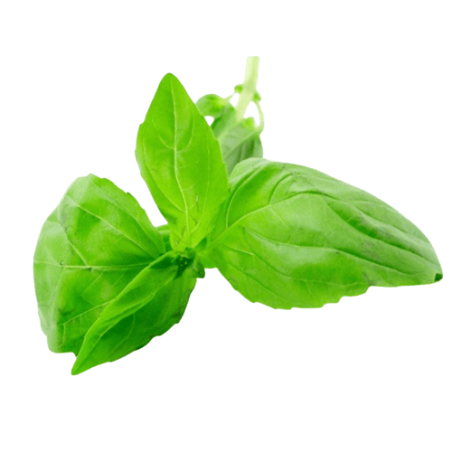 Basilic exotique Bio