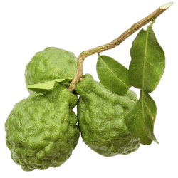 Bergamote