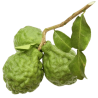 Bergamote