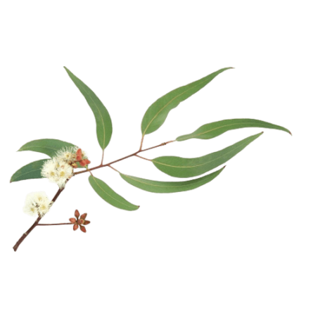 Eucalyptus radié