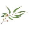 Eucalyptus radié