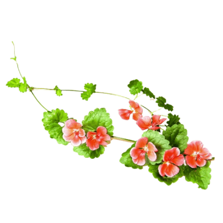 Géranium rosat