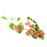 Géranium rosat