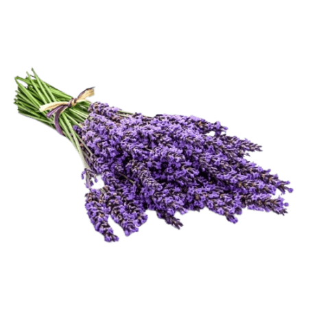 Lavande vraie ou Lavande officinale