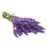 Lavande vraie ou Lavande officinale