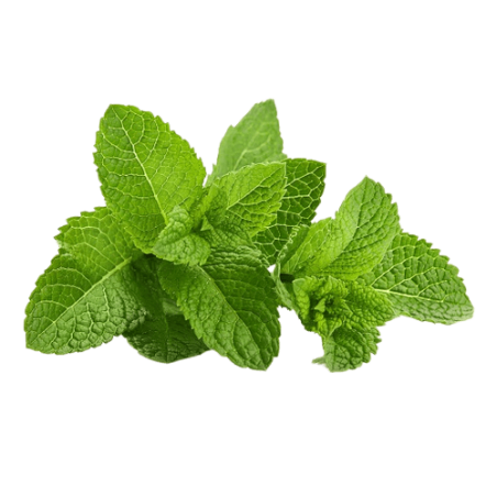Menthe poivrée