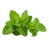 Menthe poivrée