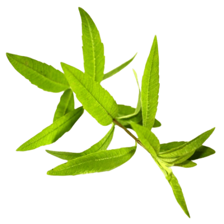 Litsée Verveine exotique