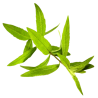 Litsée Verveine exotique