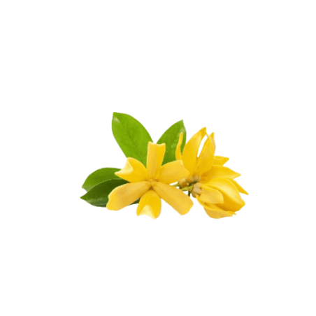 Huile essentielle ylang ylang bio