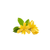 Huile essentielle ylang ylang bio