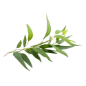 Eucalyptus citronné Huile essentielle BIO 10 ml Bioflore