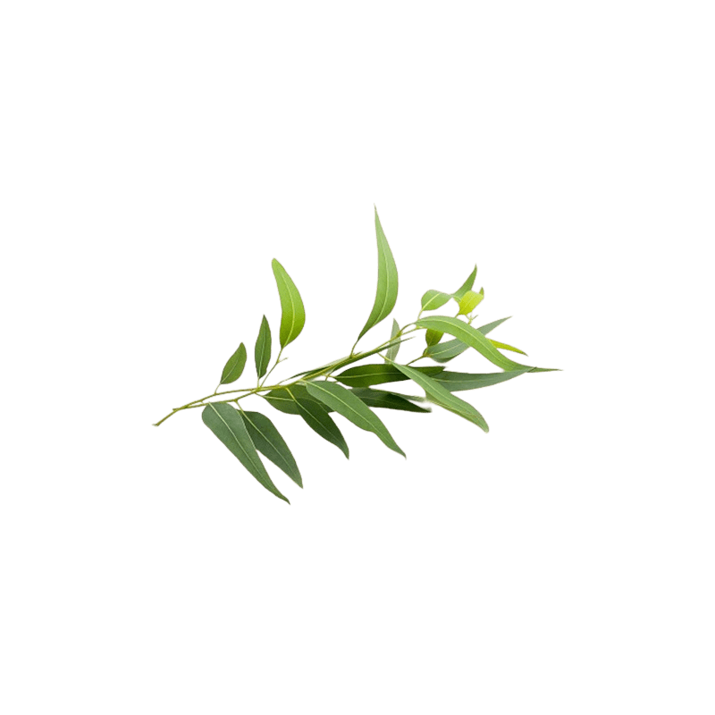Eucalyptus citronné