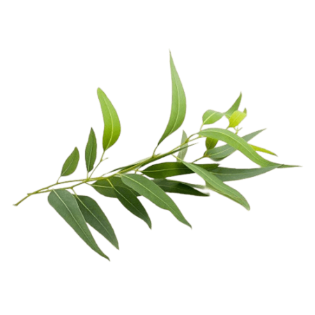 Eucalyptus citronné