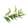 Eucalyptus citronné