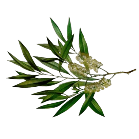 Arbre à thé - Tea tree
