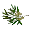 Arbre à thé - Tea tree