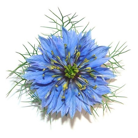 Nigelle cumin noir