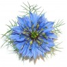 Nigelle cumin noir
